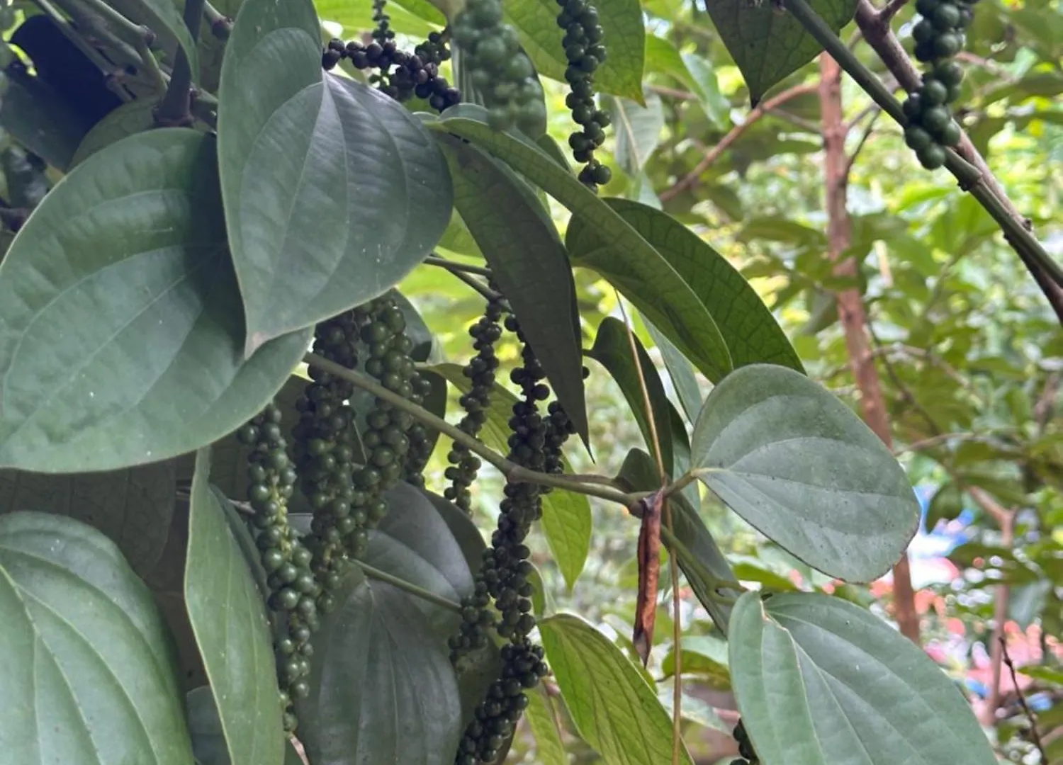 טריואנדרום Kattil Farm Stay Varkala הודו
