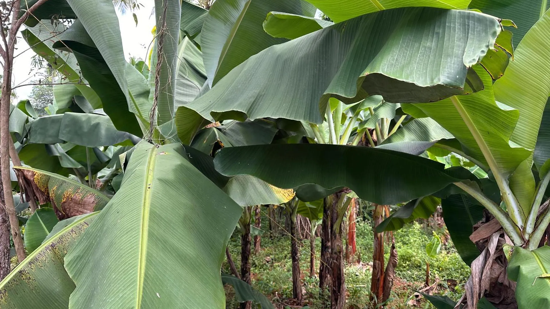 בית נופש טריואנדרום Kattil Farm Stay Varkala