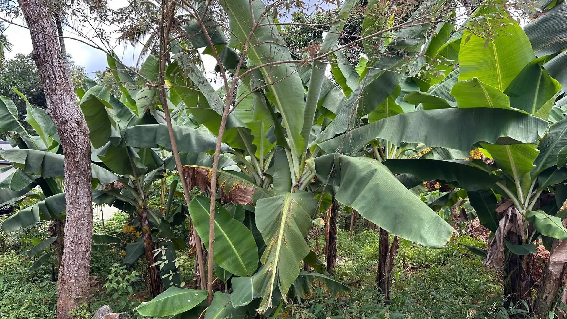 טריואנדרום Kattil Farm Stay Varkala הודו