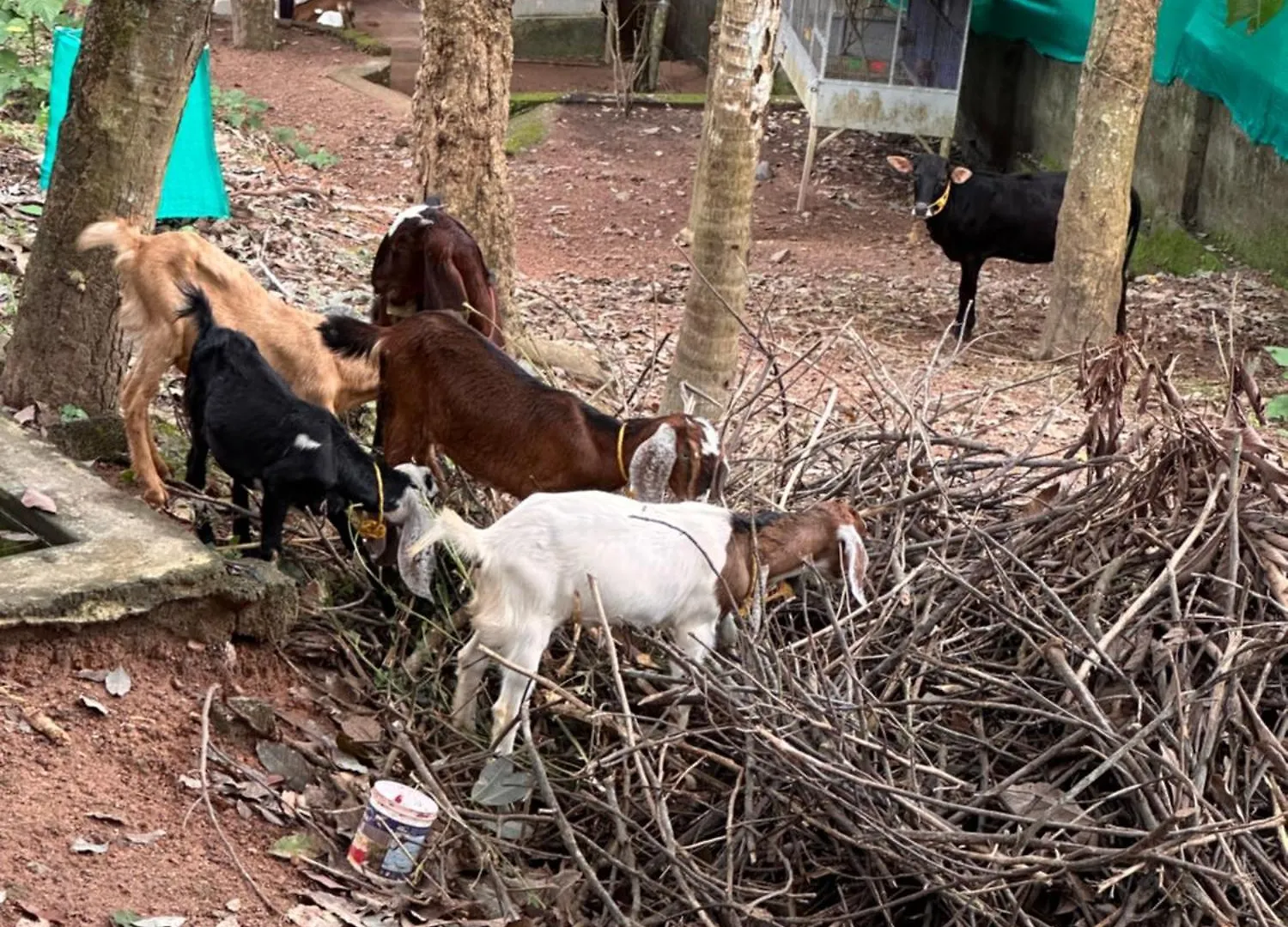 טריואנדרום Kattil Farm Stay Varkala בית נופש